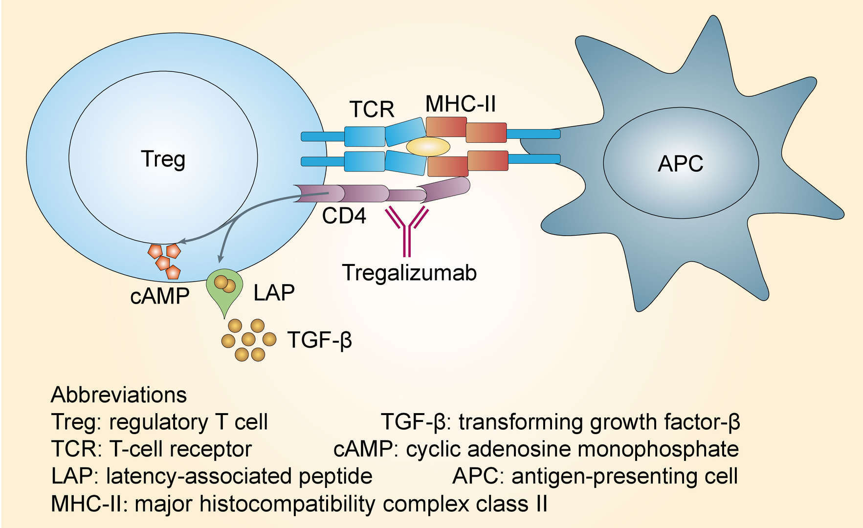 Mechanism of action of tregalizumab